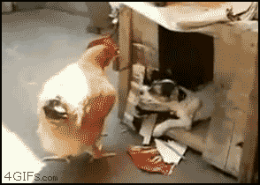 1622999907804.gif