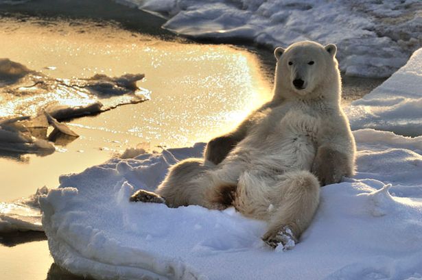 20certainly%20looks%20CHILLED%20OUT%20as%20he%20kicks%20back%20on%20an%20ice%20cap%20at%20sunset.jpg