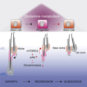 28_2020_Cell-Metabolism_Graphical-Abstract-300x300.jpg