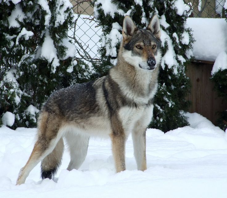 2cc75eb7a7fe21f11ab4221b6df6d718--wolf-dogs-a-wolf.jpg
