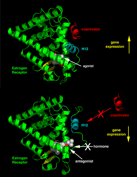 480px-NR_mechanism.png