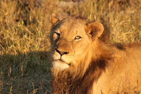 4_June_Rogue_Male_Lion.jpg