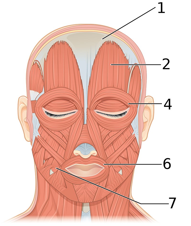 800px-1106_Front_Views_of_the_Muscles_of_Facial_Expressions_numbered.jpg