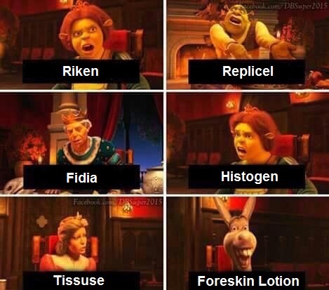 b790ab624e67b357af81c9fbccf9ee7e_what-this-week-has-been-like-shrek-fiona-donkey-meme_469-413.jpeg