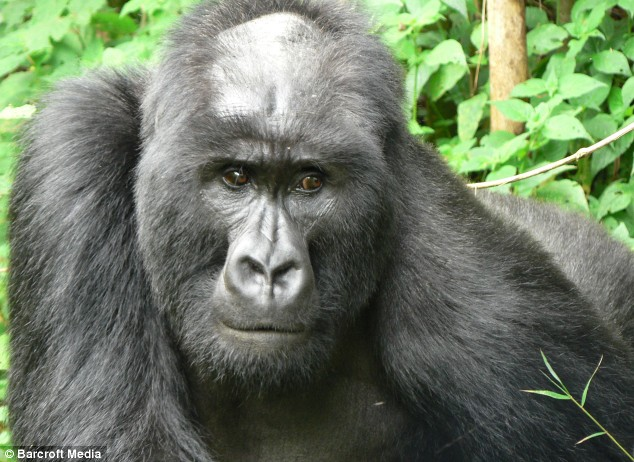 bald_gorilla.png
