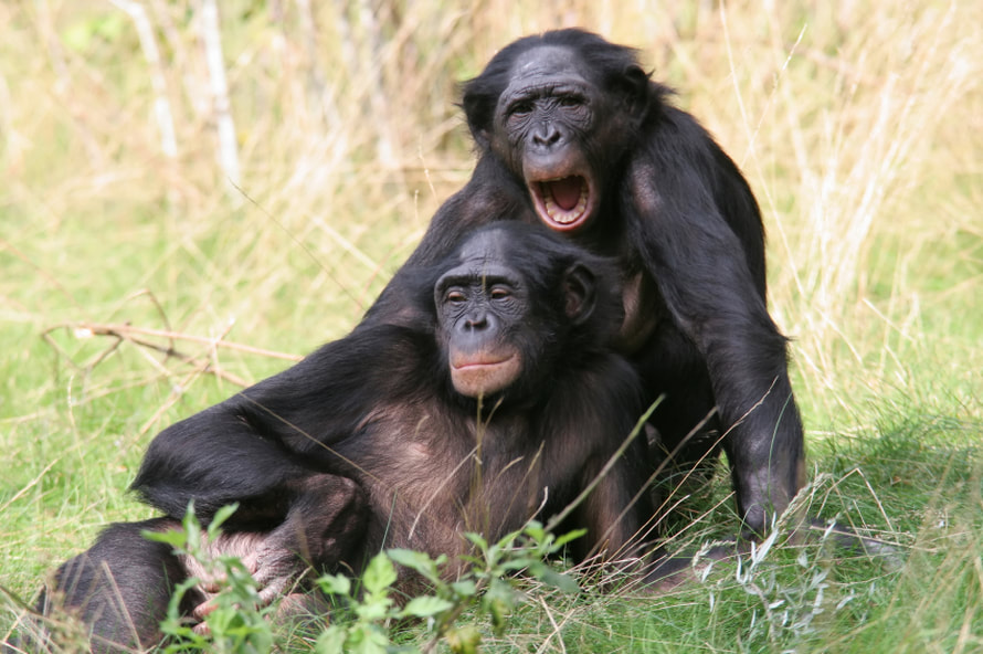 balding_bonobo.png
