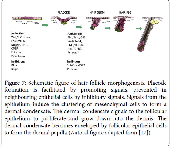 cosmetology-trichology-promoting-signals-5-141-g007.png