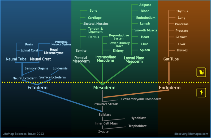 Developmental_Ontology_Tree_Human_Mouse.png