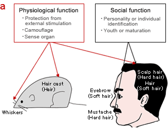 hair_img01.gif
