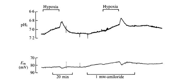 hypoxiaph.JPG