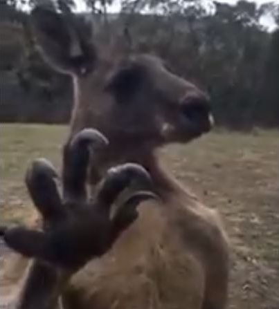 kangaroo1-e1462091089417.jpg