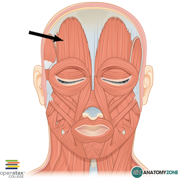occipitofrontalis-frontal-belly.png