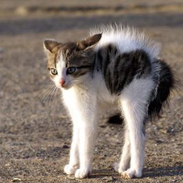 piloerection-cat.jpg