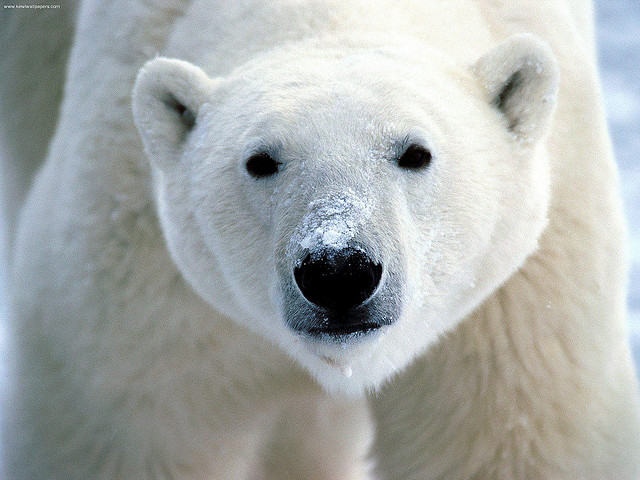 polar_8.jpg