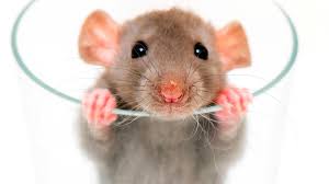 rat_head.jpg