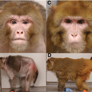 rhesus-monkeys-calorie-restriction1-320x320.jpg