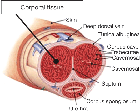 Schematic-penis-anatomy.png