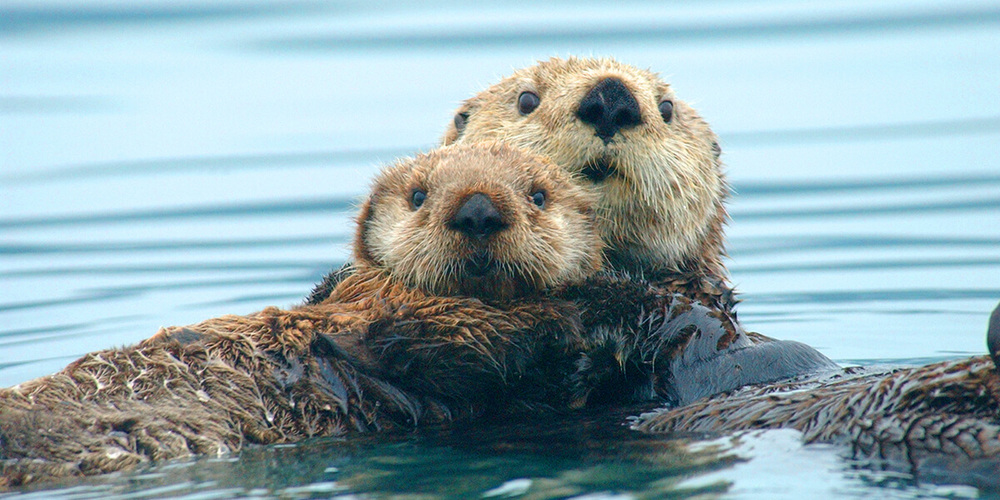 Sea-otter2004-by-Ryan-Wolt-MA-043219-21.jpg