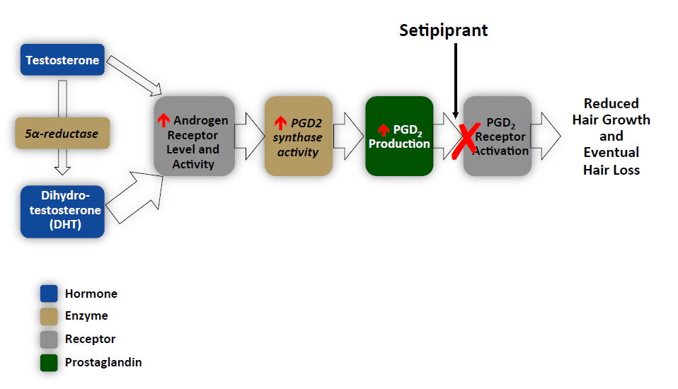 seti-png.png
