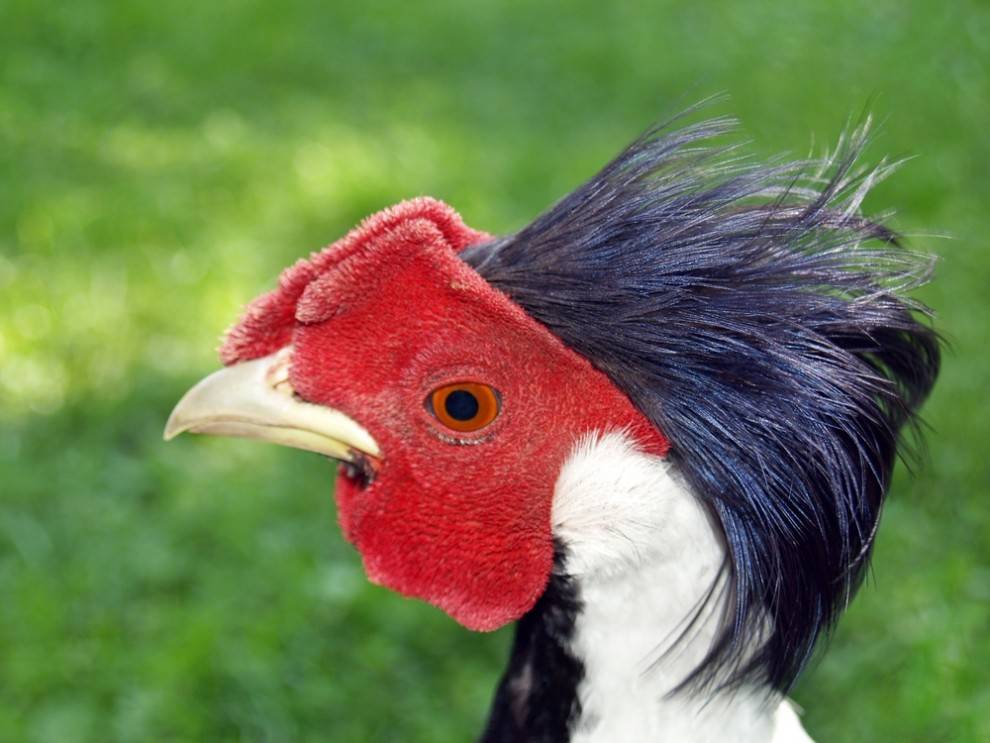 silver-pheasant.jpg