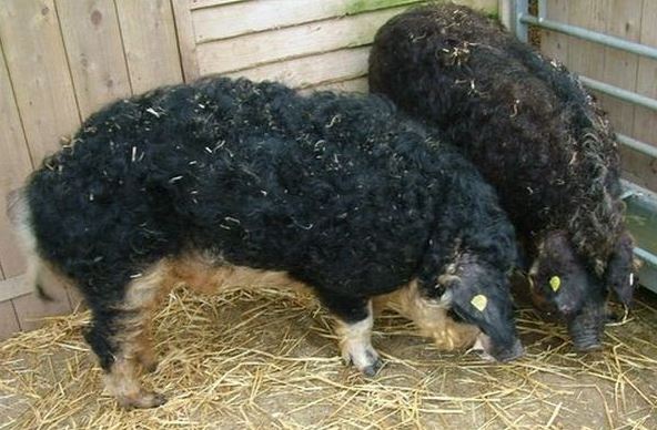 stemson pigs 1.JPG