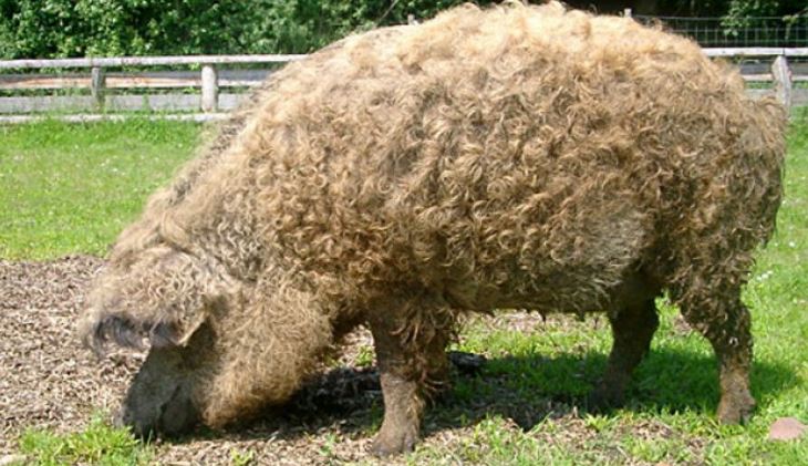 stemson pigs 2.JPG