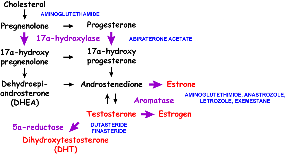 SteroidBiosynthesis.gif