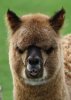 Alpaca_-_Raalte_(1).jpg