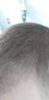 befshedding3.jpg