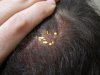 crown thick hair follicle neogenesys proofb.jpg crown thick hair follicle neogenesys proofb.jpg