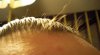 hair 2j.jpg