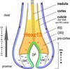 Hair follicle germinal matrix.jpg