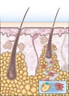 exd13379-fig-0001-m.jpg