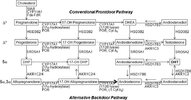 dvdy23892-fig-0002-m.jpg