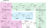 Frontdoor-pink-primary-backdoor-green-and-secondary-backdoor-blue-pathways-to-5-a.png