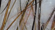 IMG_8286.JPG