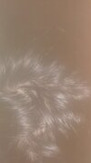 crown3.jpg