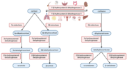 Cortisol-metabolism-pathway-The-principal-steps-of-cortisol-metabolism-are-demonstrated.png