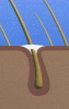 calcium_0208.gif