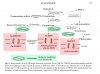 finasteride-5AR-pathways.jpg