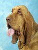 bloedhond2.jpg