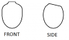 head shape.png