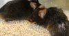 mice.jpg
