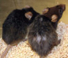 mice-306.jpg