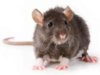 rat_front.jpg