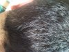 IMG00247-20110821-1450.jpg