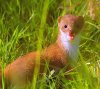 Weasel.jpg