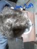 hair 16_LI.jpg