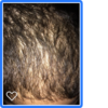hair2.png