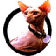 Bigglesworth